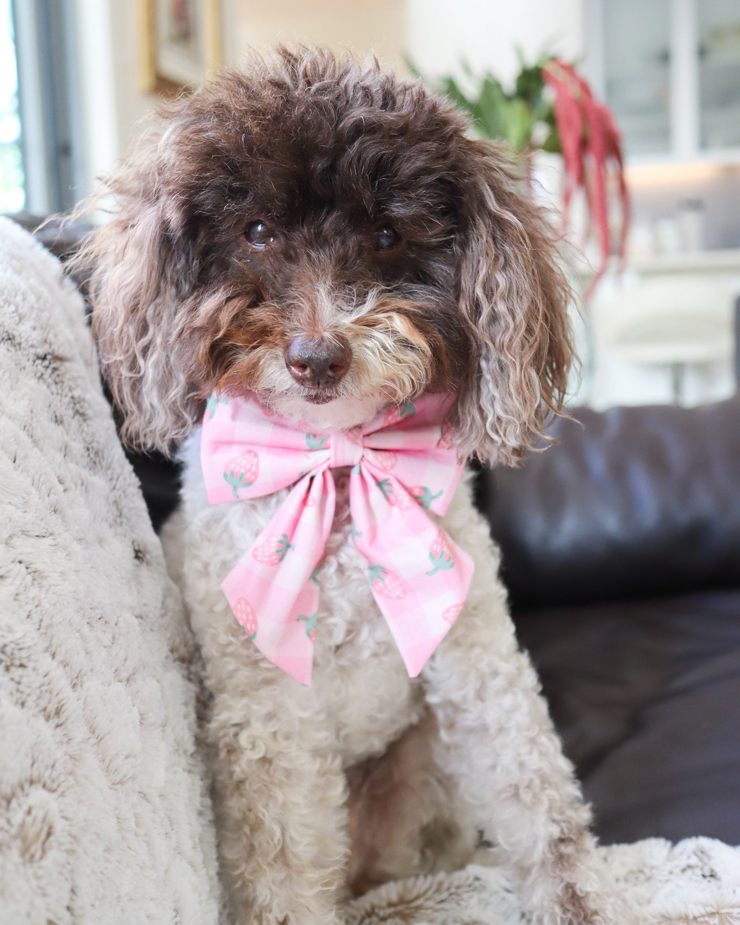 Small dog with a pink sailor bow sitting on a couch