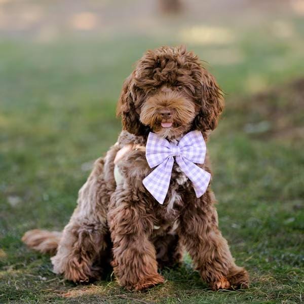 Lavender Gingham Pet Sailor Bow